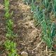 Companion planting of carrots and onions