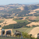 Our flock of sheep in the Cesano valley