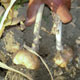 The garlic harvest