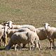 pecore di razza "Appenninica"